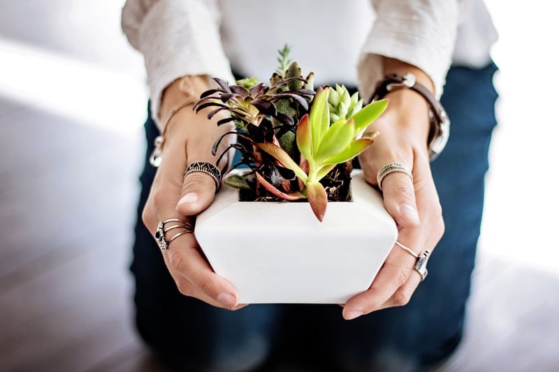 Decorative Plant Pots